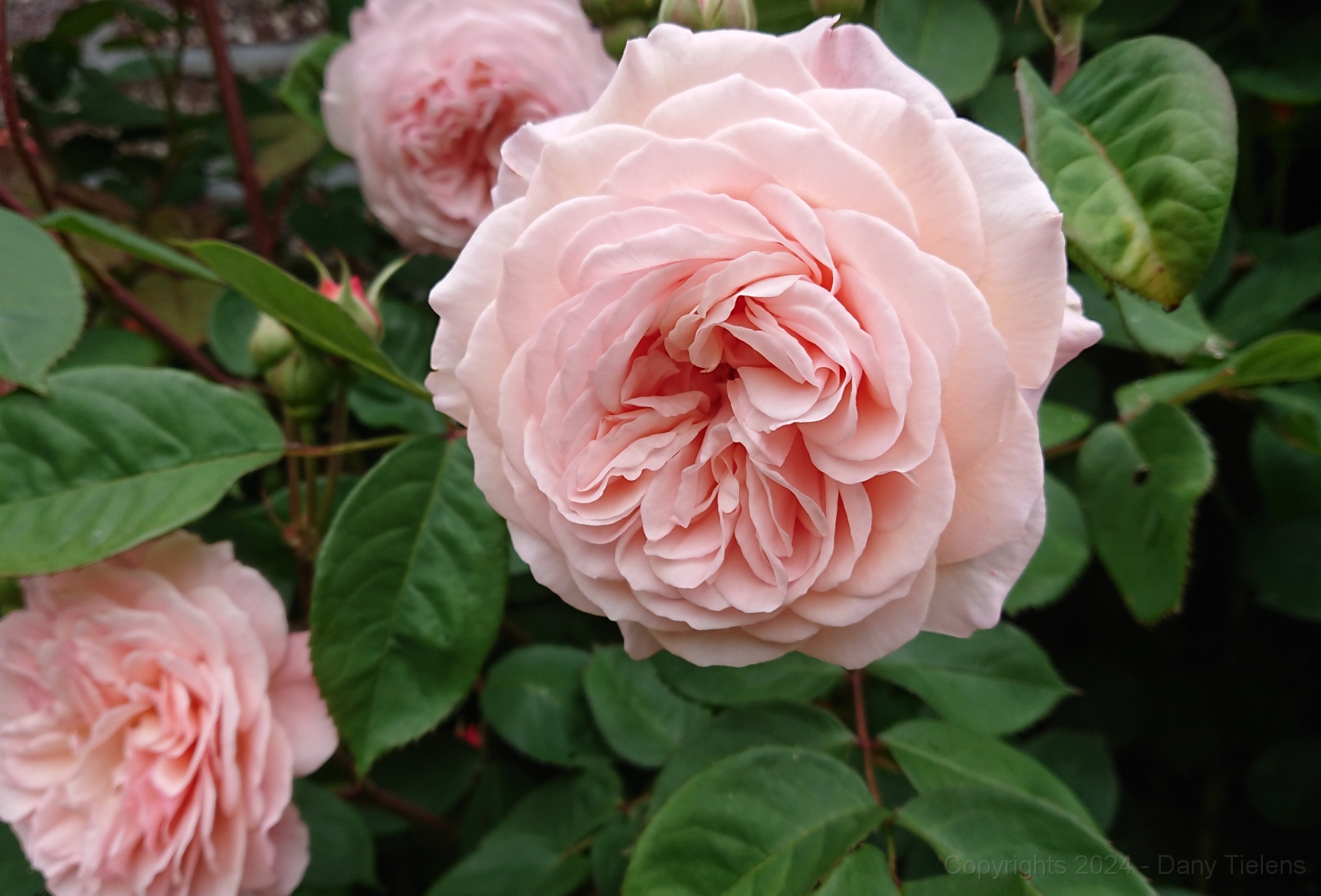 Rosa 'Souvenir de la Malmaisson.JPG
